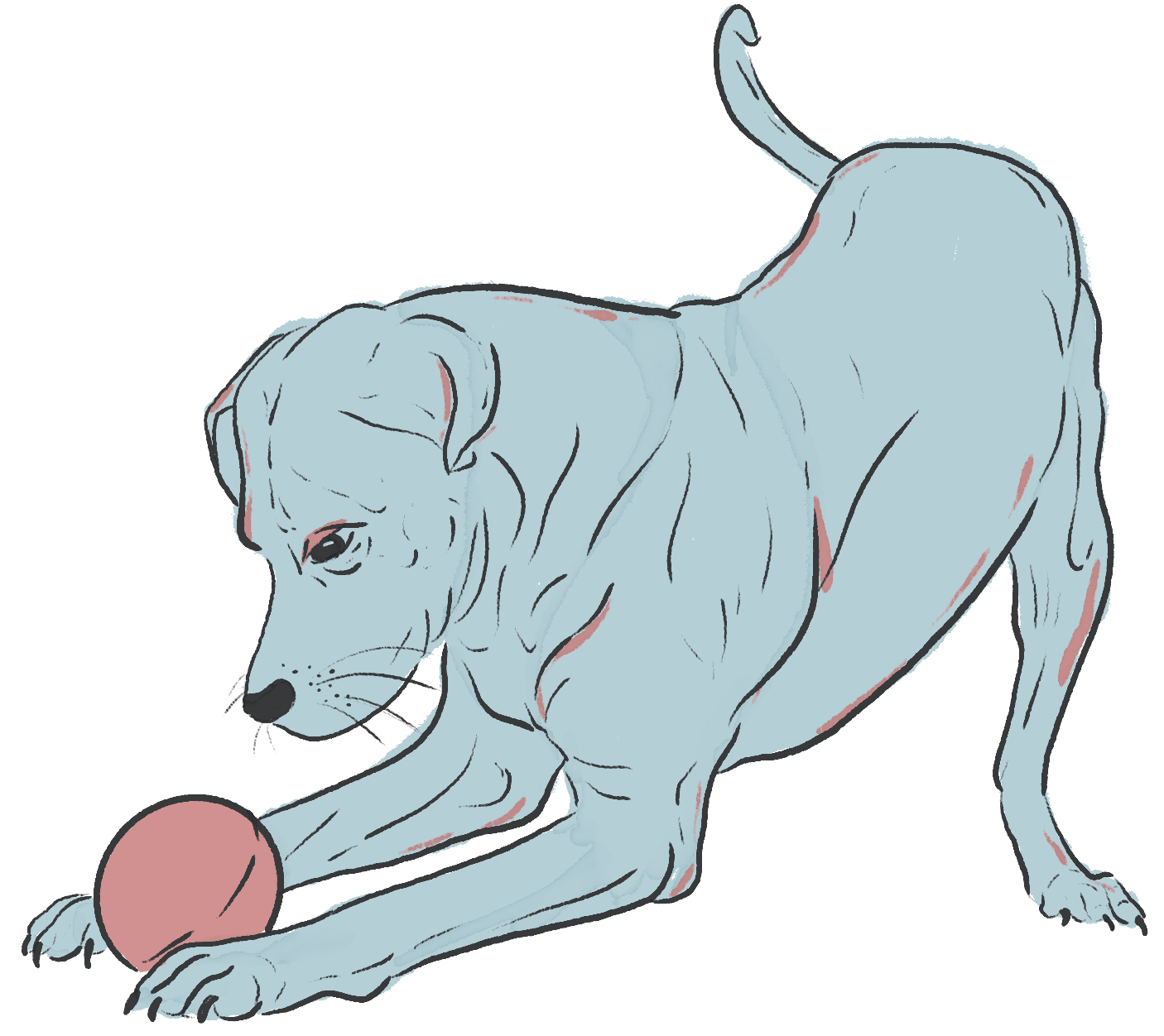 Illustration of a Dog